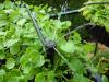 requirements for garden irrigation